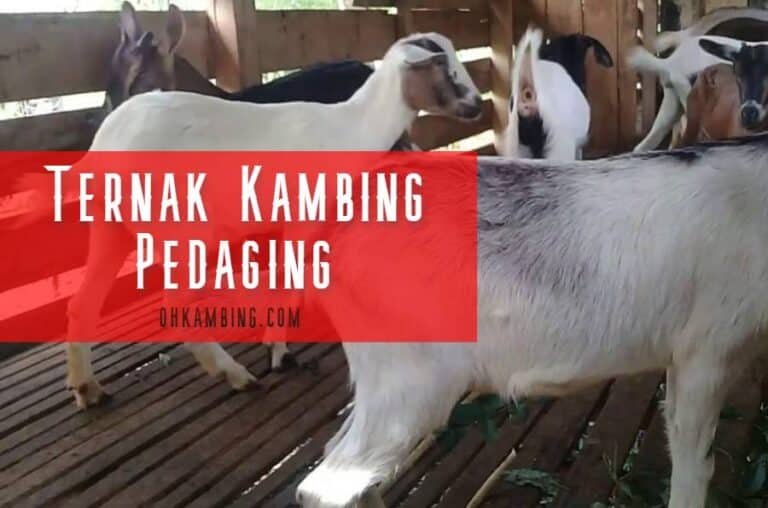 ternak kambing pedaging