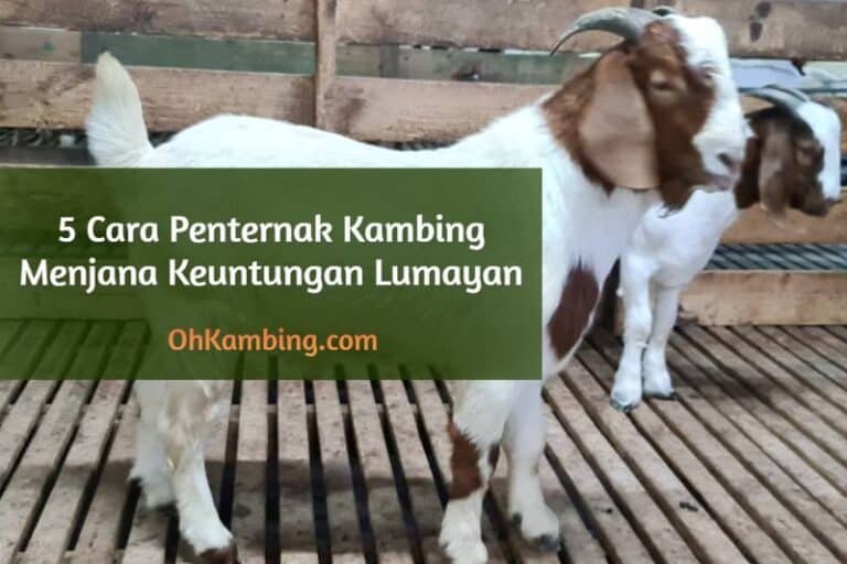 5 cara penternak kambing menjana keuntungan lumayan